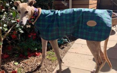 3,000 dog coats to 50 charity organisations
