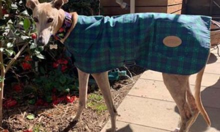 3,000 dog coats to 50 charity organisations