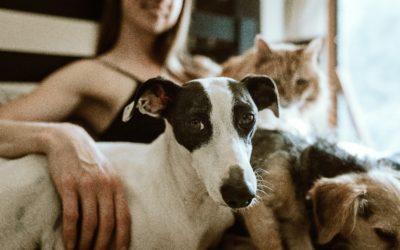 AWL NSW urges pet owner participation in the pets and strata survey
