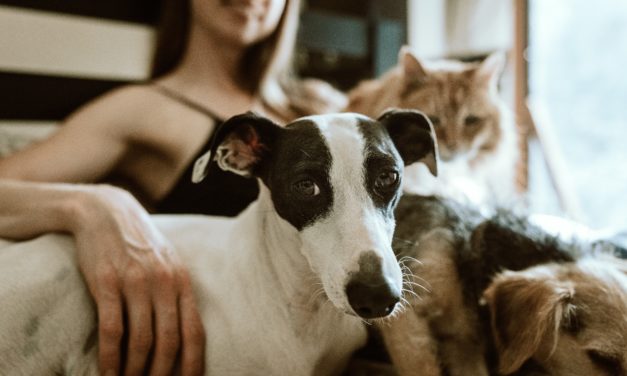 AWL NSW urges pet owner participation in the pets and strata survey