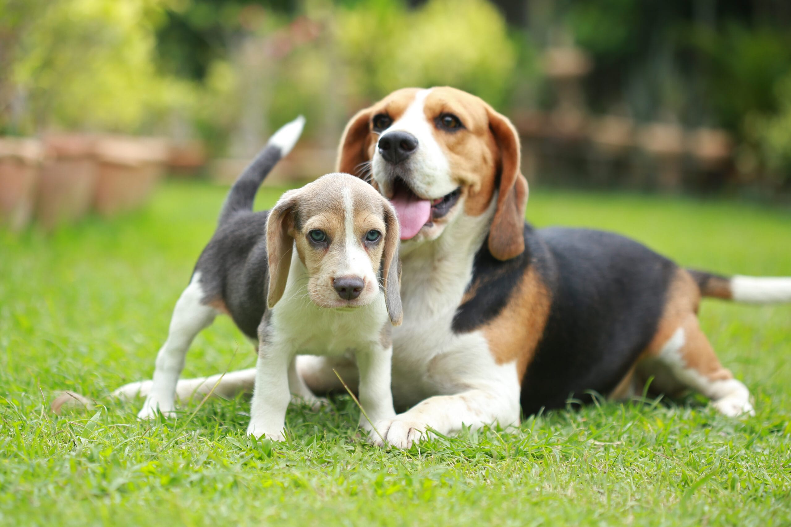 How to introduce a second dog or puppy to your existing dog Pets4Life