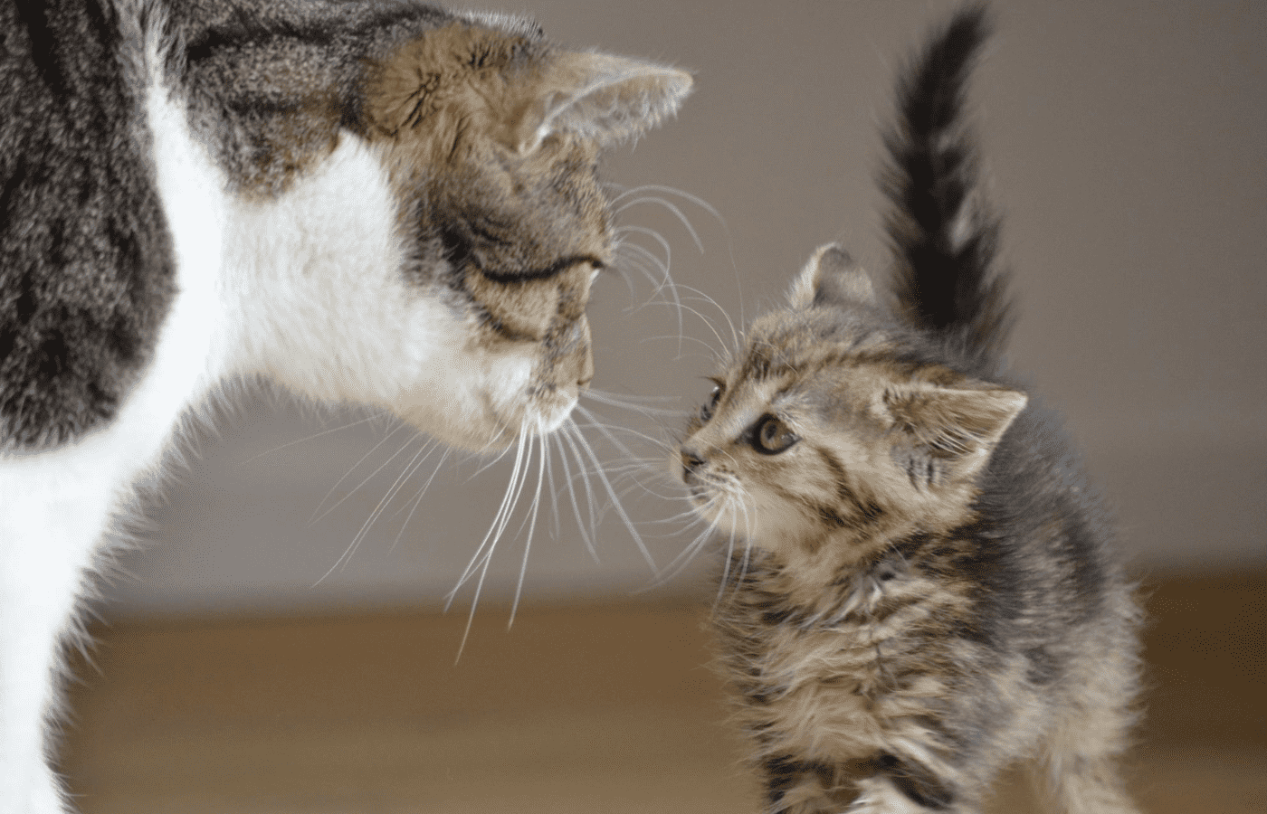 Adult cat sniffing smaller kitten