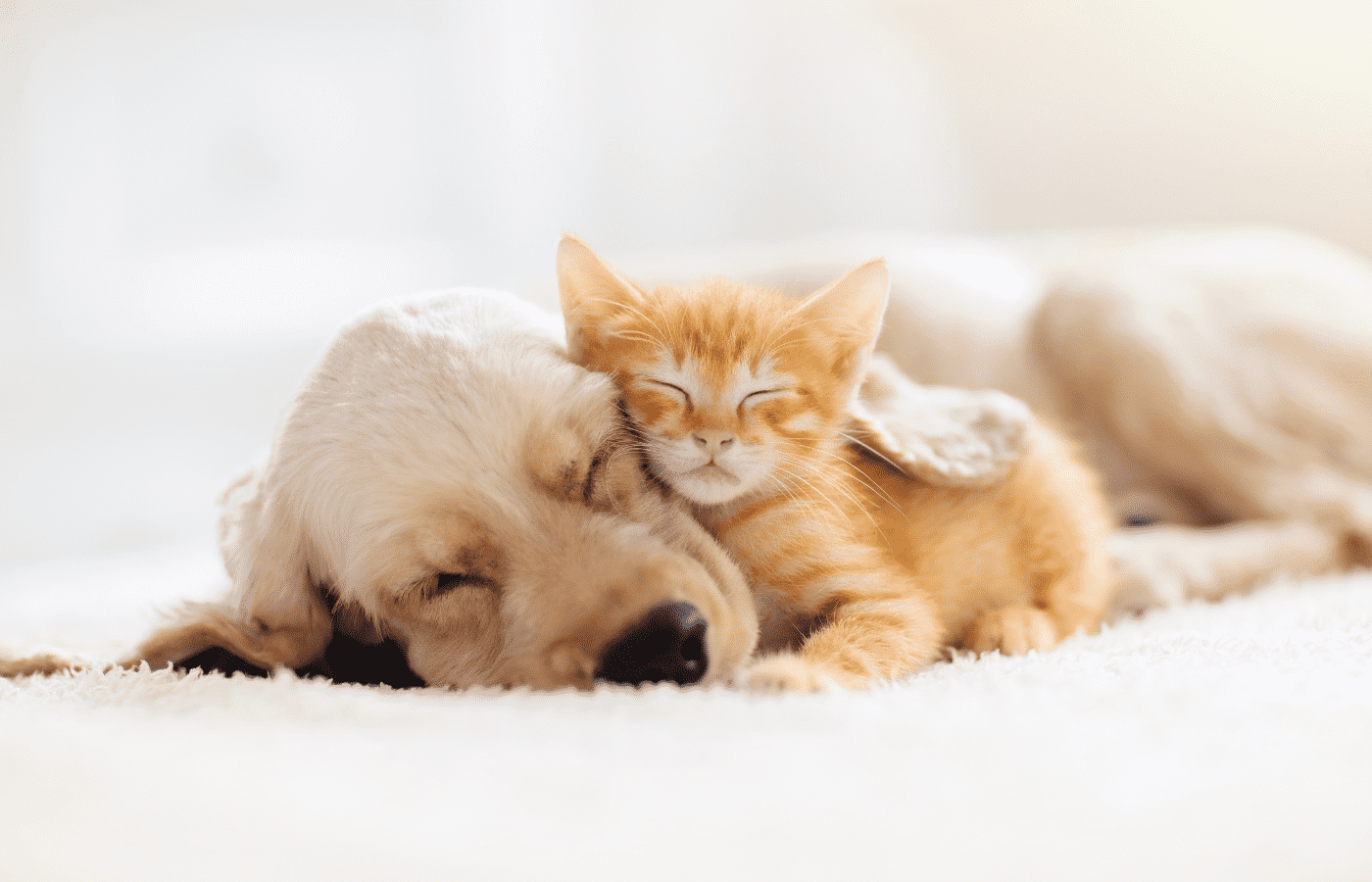 How to introduce a cat or kitten to your dog