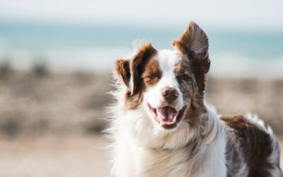 Behaviour medication for dogs