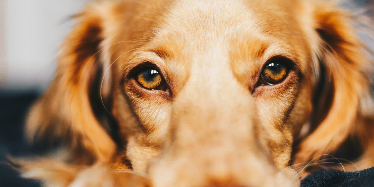 Helping Your Fearful Furry Friend: Tips for Fearful Dogs
