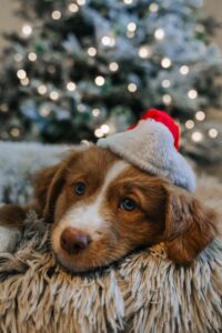 Christmas ideas for dogs in 2023. Photo: Amber Aquart/Unsplash.com