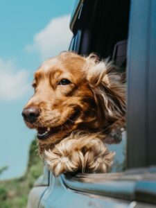 The Dangers of Dogs Sticking Their Heads Out of Car Windows. Photo: Ja San MiguelMorris/Unsplash.com