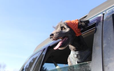 Dangers of Dogs Sticking Their Heads Out of Car Windows
